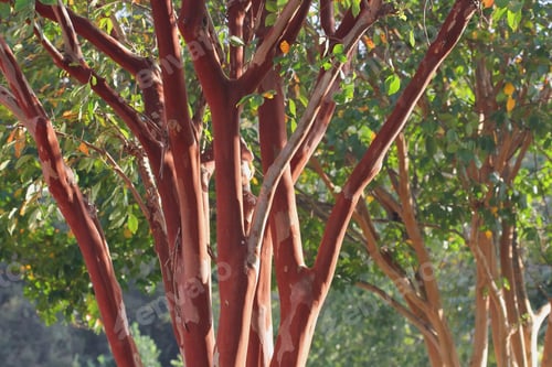 Preview: Late Afternoon Crepe Myrtle - Photograph Of A Late Afternoon Autumn Sun On A Crepe Myrtle Tree