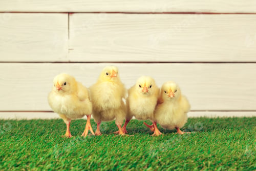 Preview: Little chicken on the grass