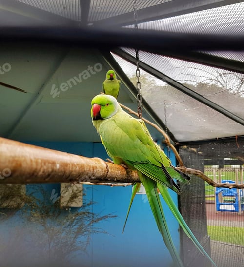 Preview: Lovebirds. Seen at a bird sanctuary of sorts in Wellington, NZ