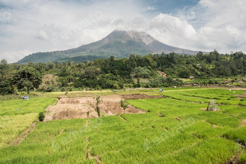 Preview: Paddy fields in the foothills of active Sinabung Volcano, Berastagi (Brastagi), North Sumatra, Indon