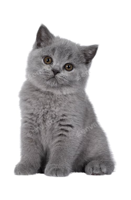 Preview: cat, kitten, pet, isolate