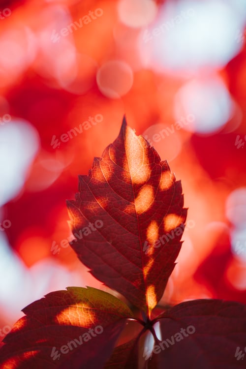 Preview: Sunlight on red leaf