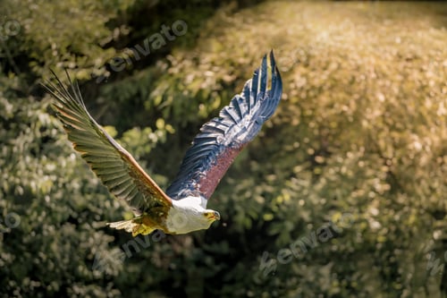 Preview: Big bird soaring above tall grass and trees in daylight