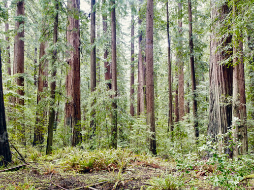 Preview: Avenue of the Giants, Eureka, California, USA