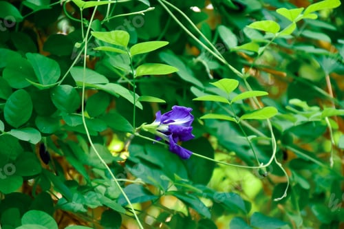 Preview: Butterfly pea flower harvest.