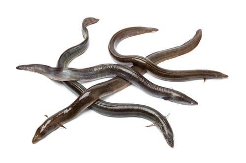 Preview: Fresh European eel