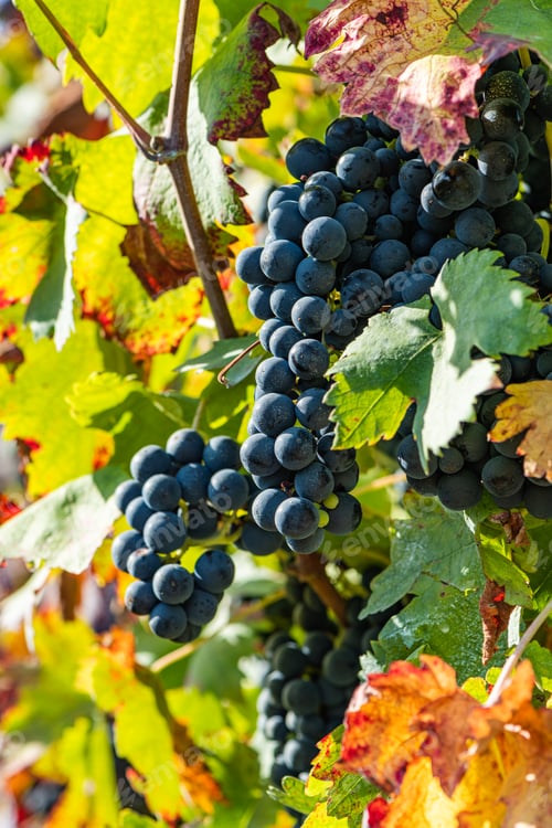 Preview: Vineyards on the field