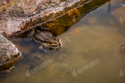 Preview: a toad hides near a rock in a lake of reeds