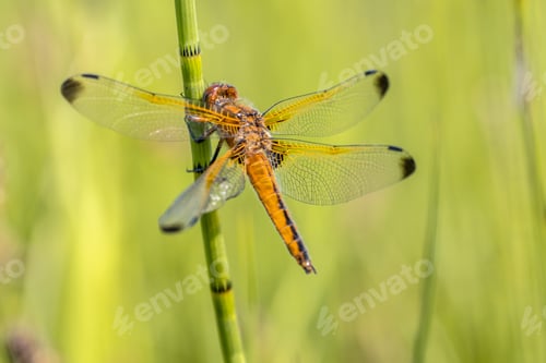Preview: Scarce chaser dragonfly