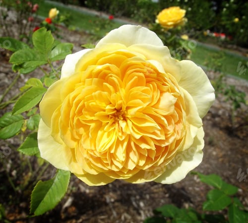 Preview: The most perfect yellow rose I ever did see!