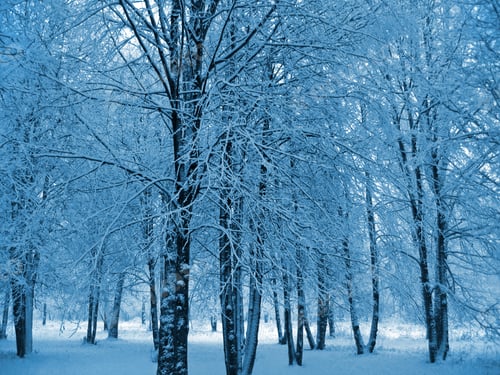 Preview: winter trees