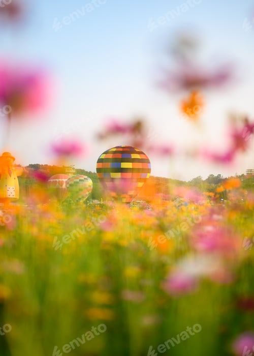 Preview: Colorful hot air balloons in cosmos garden