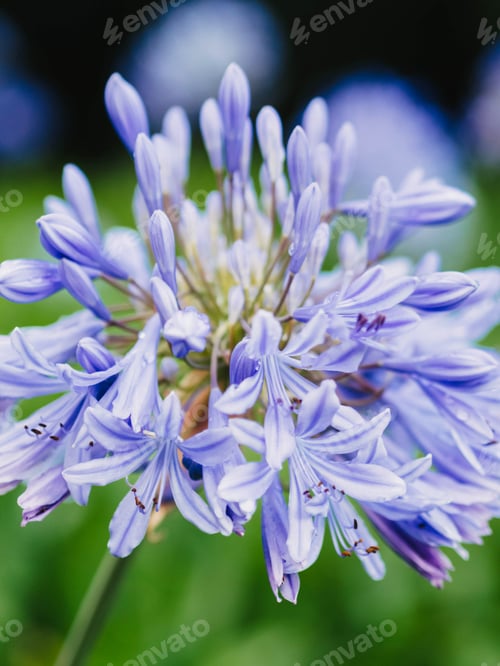 Preview: Close-up view capturing the delicate details of Agapanthus Blue Storm flowers