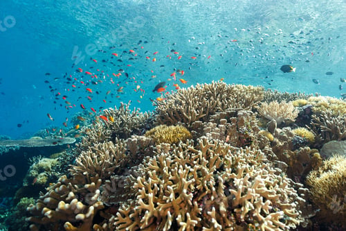 Preview: View of a vibrant coral reef with various fish swimming under sun rays