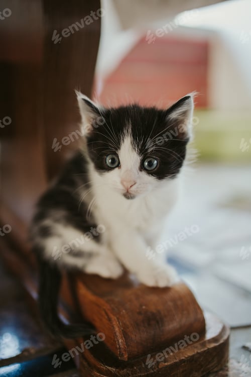 Preview: Vertical closeup shot of a cute striped kitten with bright eyes