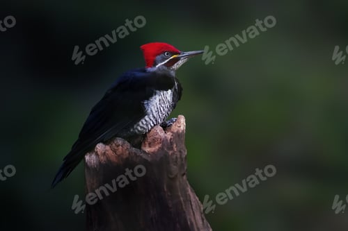 Preview: Lineated Woodpecker bird (Dryocopus lineatus)
