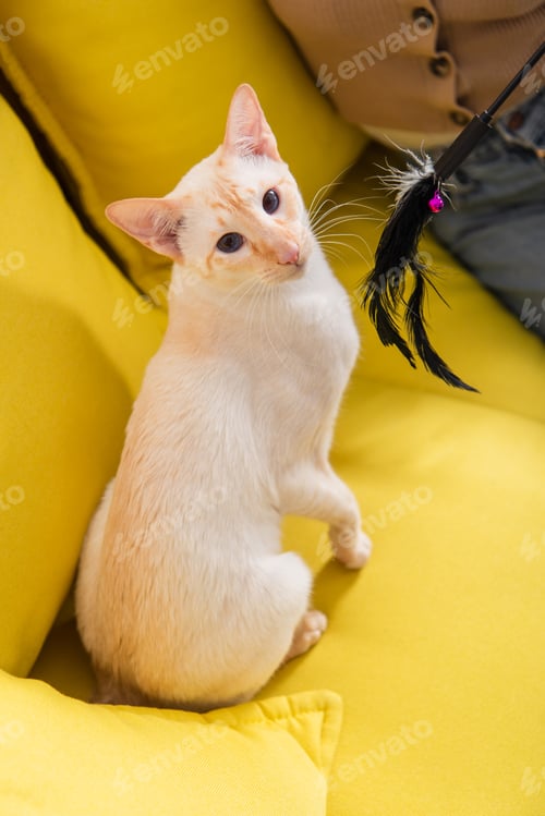 Preview: Cropped view of oriental cat sitting near woman and toy on couch