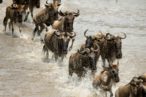 Preview: Wildebeest running in river in the Serengeti, Tanzania, Africa