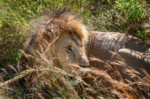 Preview: Lion male in National park of Kenya