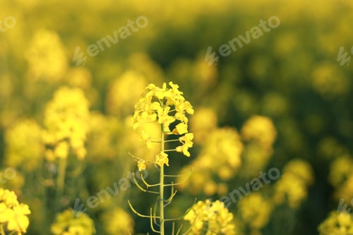 Preview: the field of yellow blooming flowers