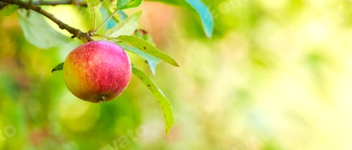 Preview: Red Apples in my garden. A photo of tasty and beautiful apples in my garden.