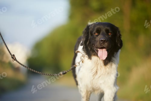 Preview: Happy dog on leash is walking on footpath
