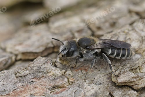 Preview: Detailed closeup on the Viper's Bugloss Mason Bee, Hpolitis adunca, sitting on wood