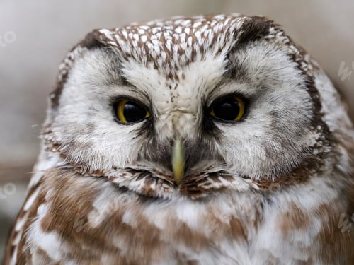 Preview: Boreal owl (Aegolius funereus)
