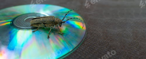 Preview: Macro shot of Longhorn beetle - Cerambycidae - sitting on a CD