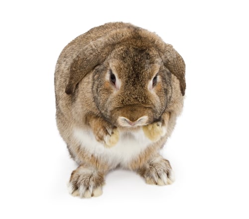 Preview: A Brown Lop-earred Rabbit With Paws Up