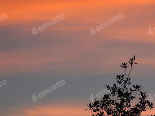 Preview: Pink Clouds At Sunset - Photograph Of Pink Sunset Clouds In A Blue Sky With Bare Winter Tree