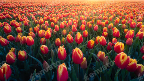 Preview: A field of tulips during sunset. Flowers as a background. Landscape with flowers during sunset.