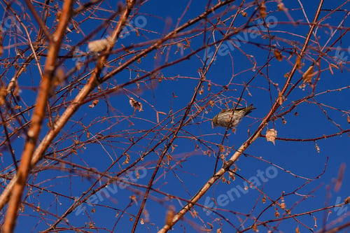 Preview: little bird in the bare branches of the winter trees