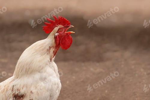 Preview: Hens on a farm with copy space