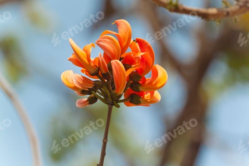 Preview: Polash flower in full bloom