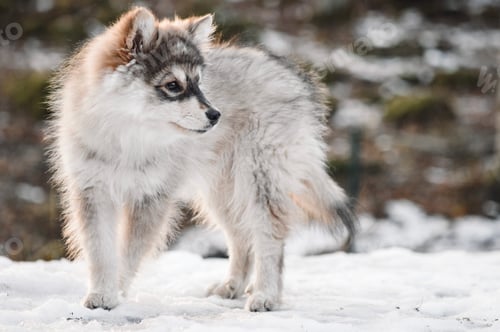 Preview: Portrait of a young Finnish Lapphund puppy dog in winter