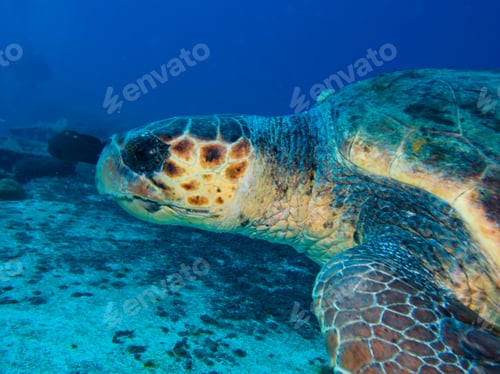 Preview: Close up of an old turtle