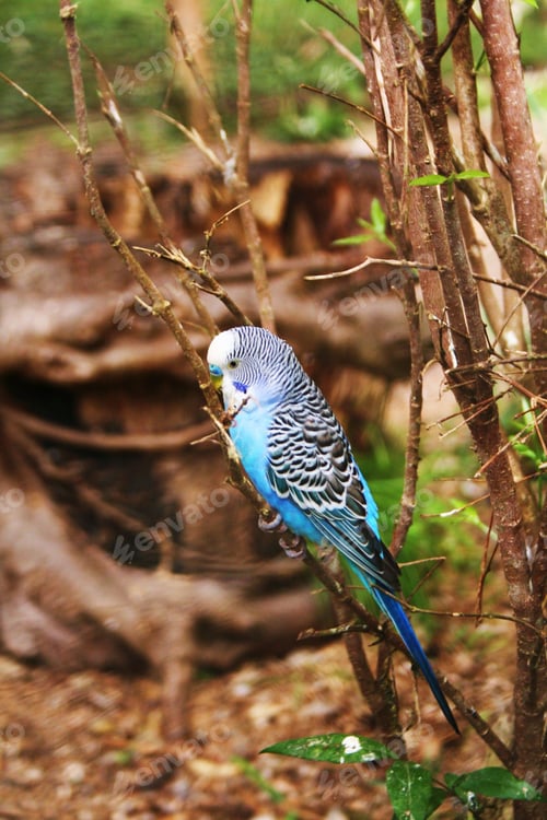 Preview: Blue Budgerigar perched on a thin tree branch surrounded by lush foliage