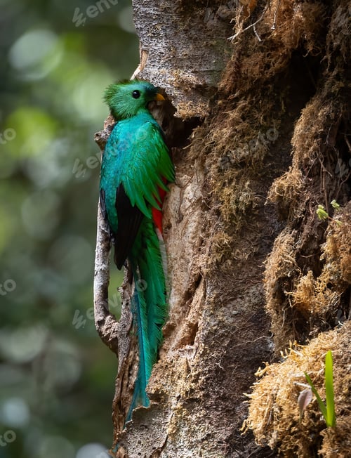 Preview: A Quetzal in Costa Rica