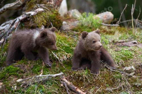 Preview: Wild brown bear cub closeup