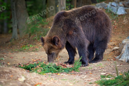 Preview: European brown bear in a forest landscape at autumn. Big brown b
