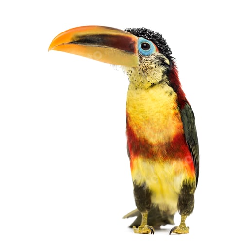 Preview: Curl-crested aracari, isolated on white