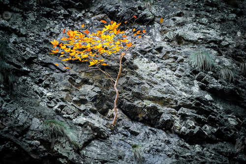 Preview: Small tree grows on a stone cliff