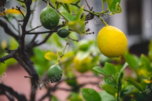 Preview: Closeup of the lime tree with fruits on the branches.