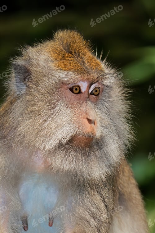 Preview: Balinese long-tailed monkey - Indonesia