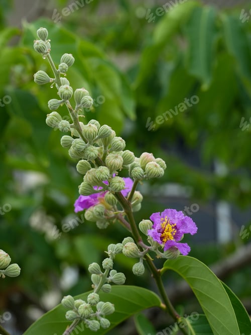 Preview: Queen's Flower or Inthanin flower.