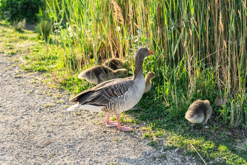 Preview: Goose Family Exploring Reeds on a Sunny Spring Day, Wildlife Moment