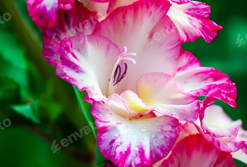 Preview: Gladiolus beautiful flower close up. Petals in rain drops.
