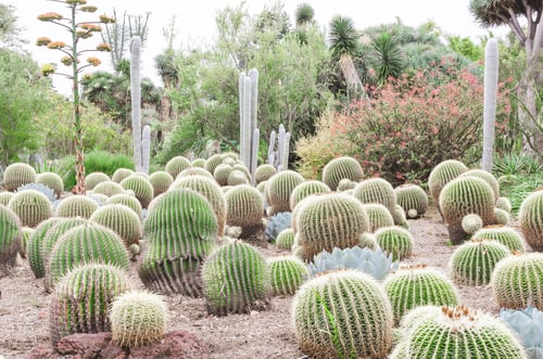Preview: Cactus, cacti, succulents in the dry arid desert of a botanical garden