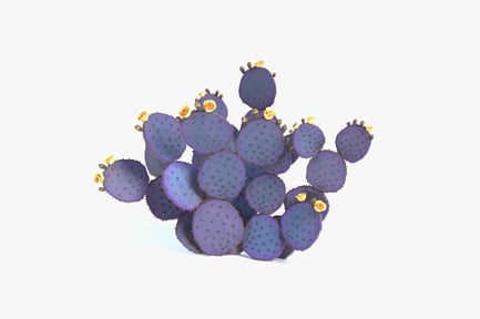 Preview: Purple Prickly Pear Cactus with Flowers